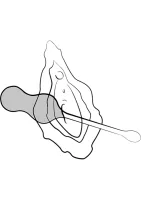 Cello — obrázok 7